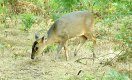 Mammals: Muntjac (Muntiacus reevesi)